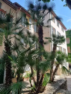 Jardin de l'établissement 06AN - Beautiful apartment in the heart of Old Antibes
