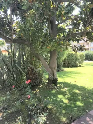 Jardin de l'établissement Studette Pointe Croisette - Axelle Loc'Appart