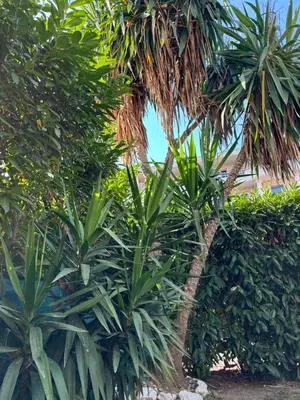 Jardin de l'établissement Beachside Apartment with Pool & Garden in Juan les Pins