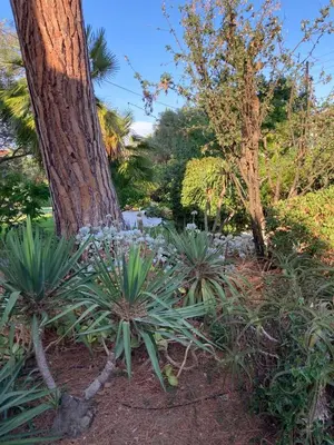 Jardin de l'établissement magnifique villa avec piscine