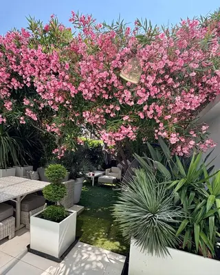 Jardin de l'établissement Jardin sur la Pointe Croisette Luxe en Bord de Mer