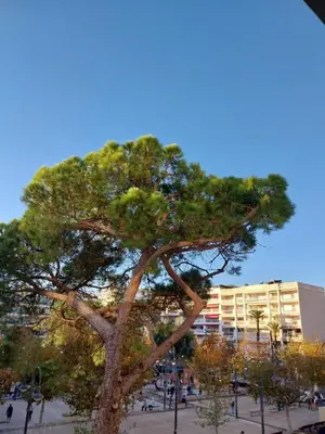 Plan de l'établissement Palm beach Cannes La Brise