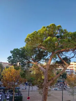 Plan de l'établissement Palm beach Cannes La Brise