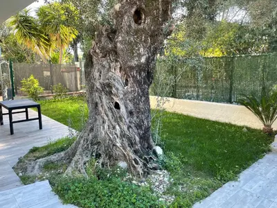 Jardin de l'établissement Joli rez de jardin 3 pieces à Cagnes sur mer