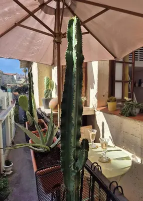 Jardin de l'établissement Le Cosy Antibois - Proche Marché Provençal