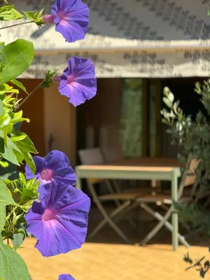 Jardin de l'établissement Maradiva Studio