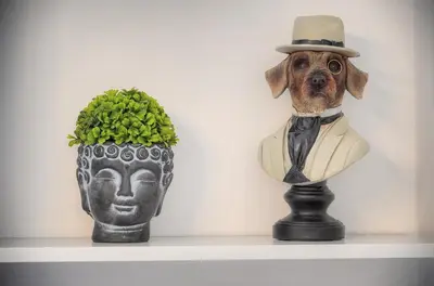 Animal ou animaux domestique(s) séjournant avec des clients dans l'établissement Agréable Studio rue ANIBES-HYPER CENTRE A0B211