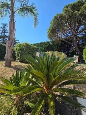Jardin de l'établissement Charming 2 bedroom with sea view, pool and parking