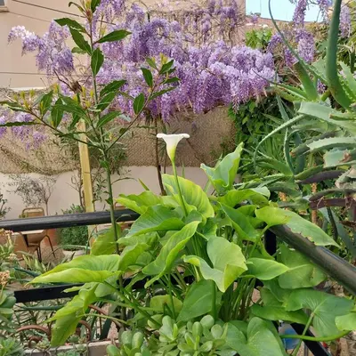 Jardin de l'établissement Hôtel de charme CECIL