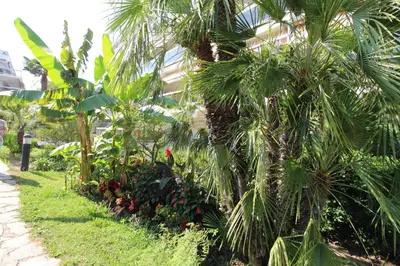 Jardin de l'établissement Le Corinthe studio apartment
