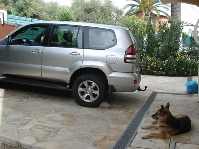 Animal ou animaux domestique(s) séjournant avec des clients dans l'établissement Villa L'Adret et sa piscine