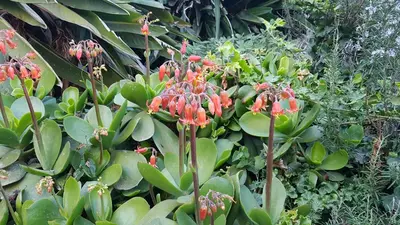 Jardin de l'établissement Orangeraie du Cap d'Antibes