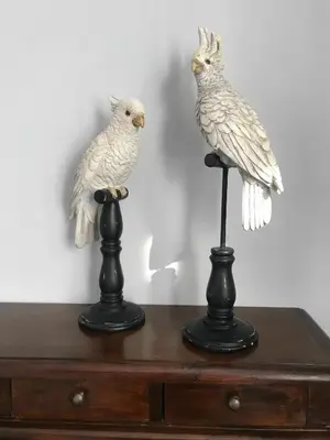 Animaux dans l'appartement ou à proximité