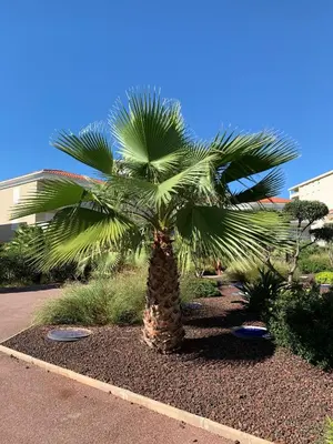 Jardin de l'établissement Juan Flore: Calme absolu à 100m de la plage