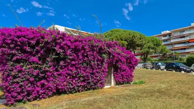 Jardin de l'établissement Casalionelantibes