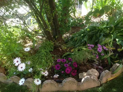 Jardin de l'établissement Résidence Chantemerle