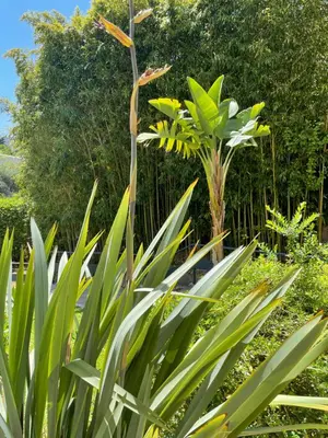 Jardin de l'établissement Le Capri - Studio Wifi Californie