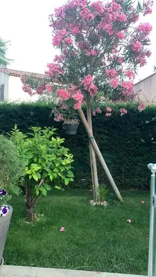 Jardin de l'établissement Villa Elimia piscine privée & chauffée
