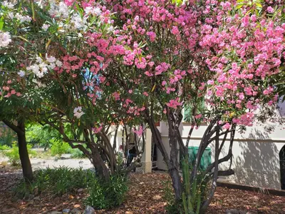 Jardin de l'établissement T3 VILLA WALLER PROCHE PLAGES et CENTRE-VILLE