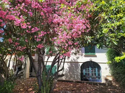 Jardin de l'établissement T3 VILLA WALLER PROCHE PLAGES et CENTRE-VILLE