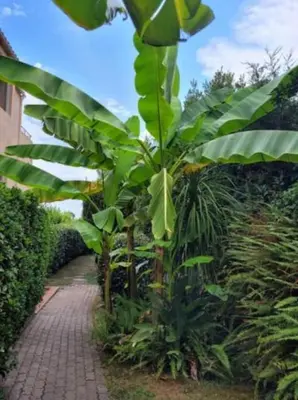 Jardin de l'établissement Nice studio 30 m with terrace and pool