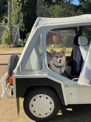 Animal ou animaux domestique(s) séjournant avec des clients dans l'établissement Domaine des Encourdoules villa luxueuse et raffinée sur un hectare face à la mer